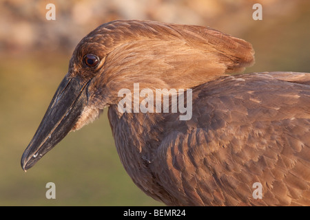 Hamerkop (Scopus Umbretta). Closeup, Porträt, Gesicht Detail. Winter, Mai 2009. Hluhluwe-Imfolozi Wildreservat, Kwazulu Natal, South Stockfoto