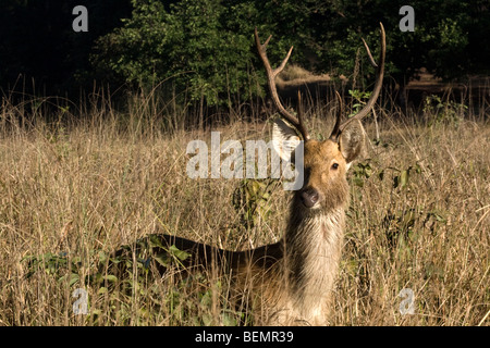 Hirsch, Barasingha Swamp Deer, Cervus duvauceli, Kanha Tiger Reserve aka Kanha Nationalpark, Indien Stockfoto