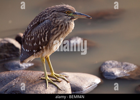 Unreife schwarz-gekrönter Nachtreiher (Nycticorax Nycticorax). Mai, Winter 2009. Ndumo Game Reserve, Kwazulu-Natal, Südafrika. Stockfoto