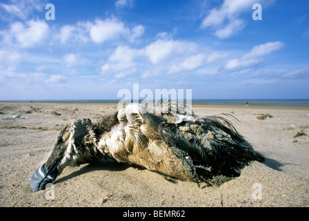 Toten Common Murre / gemeinsame Guillemot (Uria Aalge) in Öl bedeckt gewaschen am Strand nach Öl verschütten entlang der Nordseeküste Stockfoto