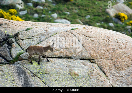 Spanischer Steinbock (Capra Pyrenaica) in Felsen stehend Gesicht, Sierra de Gredos, Spanien Stockfoto