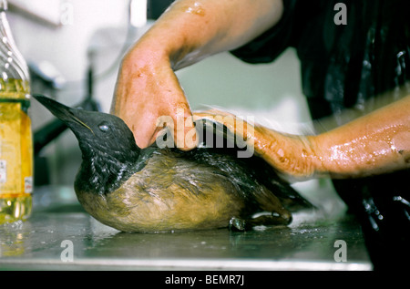 Freiwillige Reinigung Common Murre / gemeinsame Guillemot (Uria Aalge) Seevogel abgedeckt in Öl nach Öl verschütten entlang der Nordseeküste Stockfoto