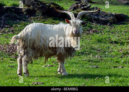 Männliche weiße Kempense Ziege / Kempen Ziege / Campinois Ziege (Capra Hircus), belgische Hausziege züchten mit großen Hörnern im Feld Stockfoto