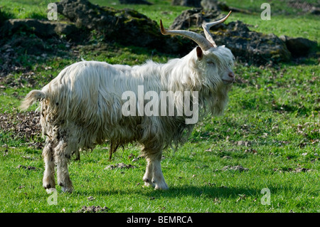 Männliche weiße Kempense Ziege / Kempen Ziege / Campinois Ziege (Capra Hircus), belgische Hausziege züchten mit großen Hörnern im Feld Stockfoto