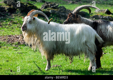 Männliche weiße Kempense Ziege / Kempen Ziege / Campinois Ziege (Capra Hircus), belgische Hausziege züchten mit großen Hörnern im Feld Stockfoto