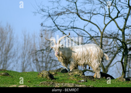 Männliche weiße Kempense Ziege / Kempen Ziege / Campinois Ziege (Capra Hircus), belgische Hausziege züchten mit großen Hörnern im Feld Stockfoto