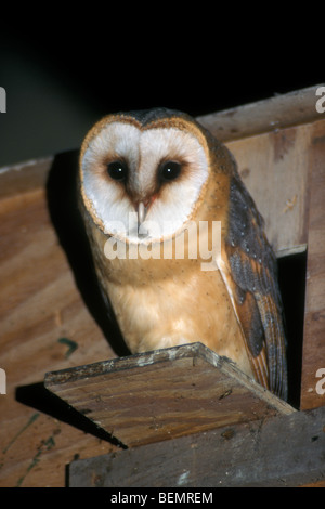 Schleiereule (Tyto Alba) verlassen Nistkasten in Scheune, Belgien Stockfoto