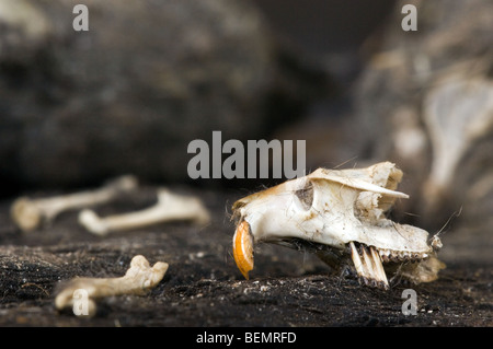 Schädel und Knochen von Mäusen gefunden regurgitated Schleiereule (Tyto Alba) pellets Stockfoto