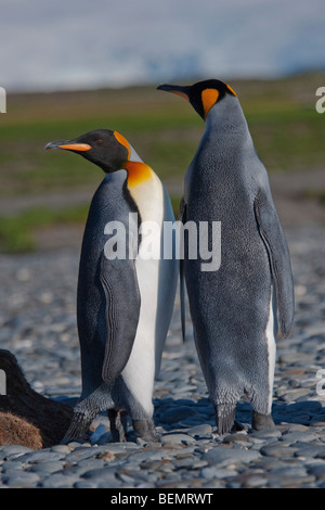 Königspinguin-paar, Aptenodytes Patagonicus, Verhalten, Salisbury Plain, Südgeorgien, Süd-Atlantik den Hof. Stockfoto