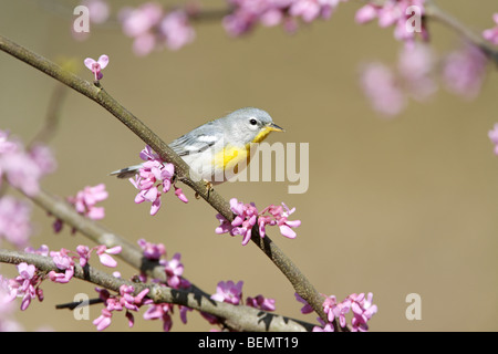 Weiblichen nördlichen Parula thront im Redbud Blüten Stockfoto