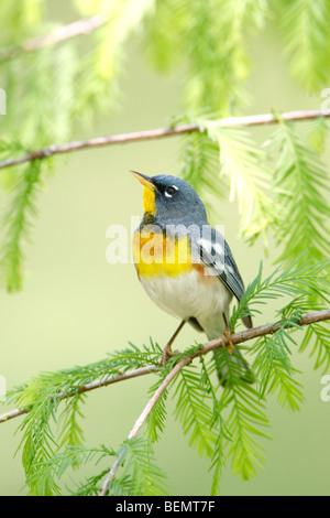 Nördliche Parula Warbler - vertikal Stockfoto