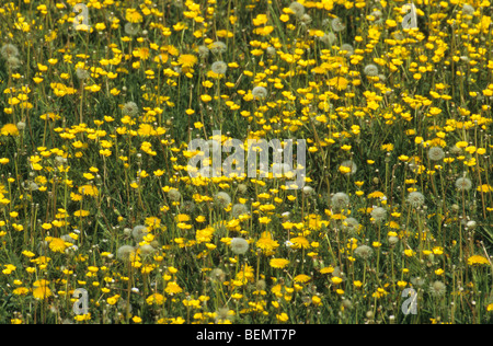 Knolligen Hahnenfuß / Saint Anthony Rüben (Ranunculus Bulbosus) und Löwenzahn blüht in Grünland Stockfoto
