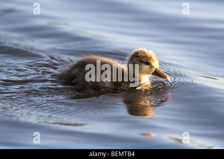 roten crested Tafelenten Küken schwimmen Stockfoto