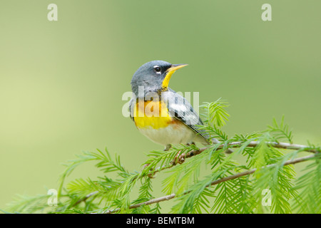 Nördliche Parula Warbler Stockfoto