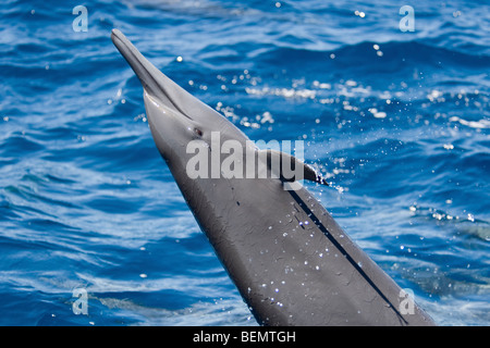 Zentralamerikanischen Spinner Delfin Stenella Longirostris Centroamericana. Costa Rica, Pazifischen Ozean. Stockfoto