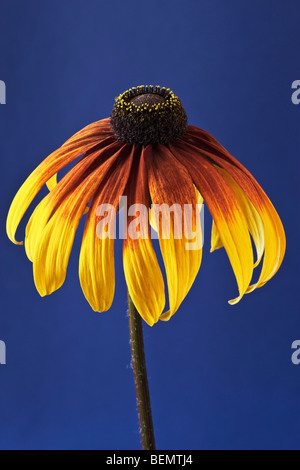 [Rudbeckia Gloriosa Daisy] Kegel Blume auf blauem Hintergrund Stockfoto