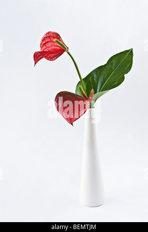 Anthurium Blumen in weißer Vase Stockfoto