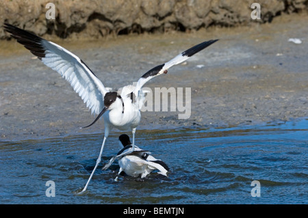 Zwei Pied Säbelschnäbler (Recurvirostra Avosetta) kämpfen, im flachen Wasser, Belgien Stockfoto