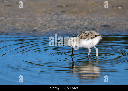 Pied Avocet Küken (Recurvirostra Avosetta) auf Nahrungssuche im flachen Wasser, Belgien Stockfoto