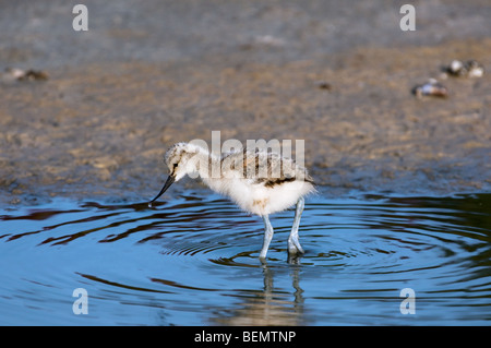 Pied Avocet Küken (Recurvirostra Avosetta) auf Nahrungssuche im flachen Wasser, Belgien Stockfoto