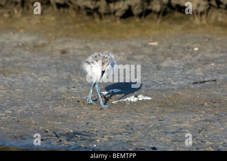 Pied Avocet Küken (Recurvirostra Avosetta) auf Futtersuche entlang der Flussufer, Belgien Stockfoto