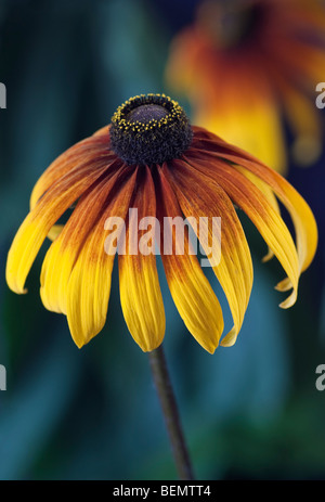 Rudbeckia [Gloriosa Daisy] Stockfoto