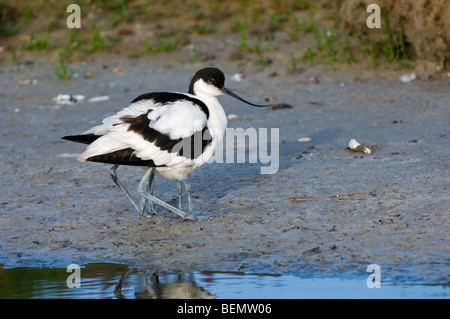 Trauerschnäpper Säbelschnäbler (Recurvirostra Avosetta) mit Küken versteckt unter Federn ruhend am Ufer Stockfoto