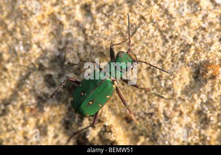 Close-up Portrait grüne Sandlaufkäfer (Cicindela Campestris) Stockfoto