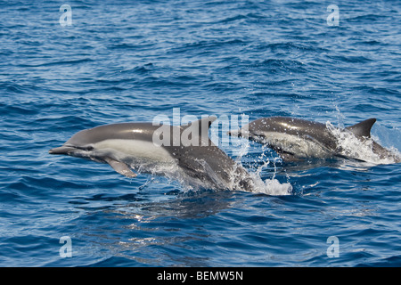 Kurzer Schnabel gemeine Delfine, Delphinus Delphis. Costa Rica, Pazifischen Ozean. Stockfoto