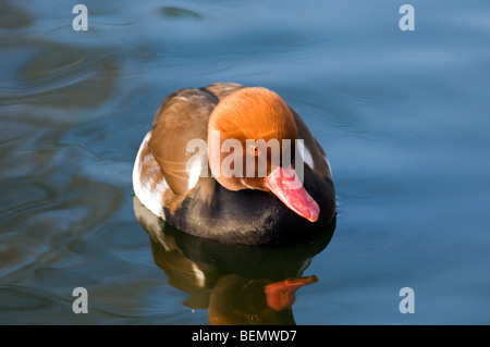 Roten crested Tafelenten männlichen (Netta Rufina) schwimmen, Belgien Stockfoto
