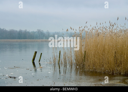 Schilf am Frensham Teiche in Surrey mit dem See vereist Stockfoto