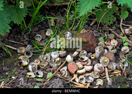 Schneckenhäuser auf Steinen am Amboss der Singdrossel (Turdus Philomelos) gebrochen Stockfoto