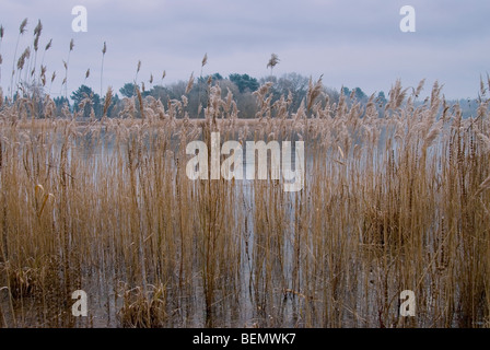 Schilf am Ufer des Frensham kleine Teich während Anfang Januar, wenn der See vereist ist Stockfoto