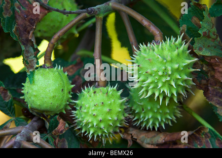 Gemeinsamen Rosskastanie unreifen Samen / Muscheln / Hülsen / Conkers (Aesculus Hippocastanum) wächst am Baum im Sommer Stockfoto