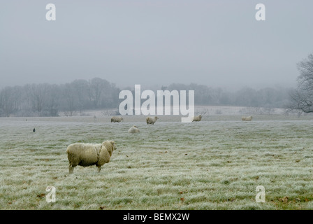 Frostiger Morgen in Hampshire mit Schafen stehen immer noch in einem Feld von Nebel umgeben Stockfoto