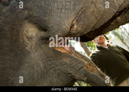 Mund der Asiatische/Indische Elefanten, Warten auf Lebensmittel mit mahout, Kanha National Park, Indien Stockfoto