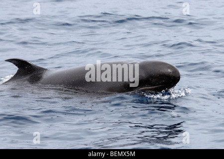 Falscher Killerwal, Pseudorca Crassidens, Oberflächen direkt neben Whale Watch Boot, Malediven, Indischer Ozean. Stockfoto