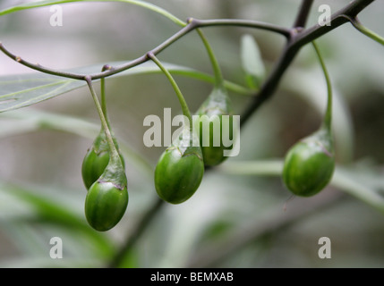 Giftige Frucht der Känguru-Apple, Poroporo oder Bullibulli, Solanum Laciniatum, Solanaceae, Neuseeland. Stockfoto