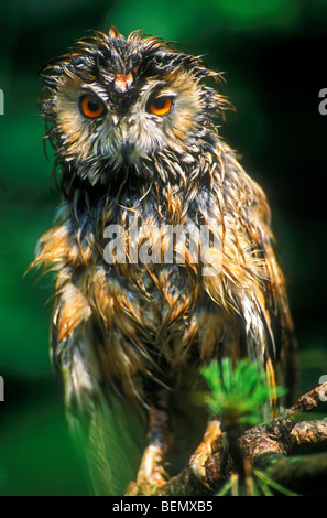 Waldohreule (Asio Otus) thront im Baum klatschnass nach Regenguss Stockfoto