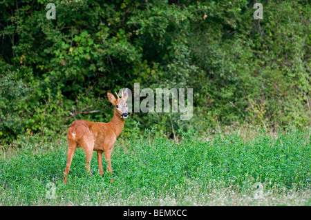 Reh (Capreolus Capreolus) am Waldrand, La Brenne, Frankreich Stockfoto