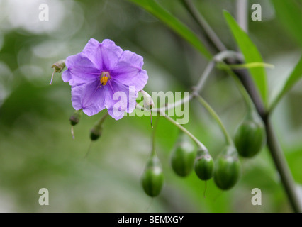 Blüte und giftige Frucht der Känguru-Apple, Poroporo oder Bullibulli, Solanum Laciniatum, Solanaceae, Neuseeland. Stockfoto