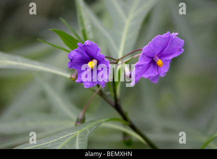 Blume der Känguru-Apple, Poroporo oder Bullibulli, Solanum Laciniatum, Solanaceae, Neuseeland. Stockfoto