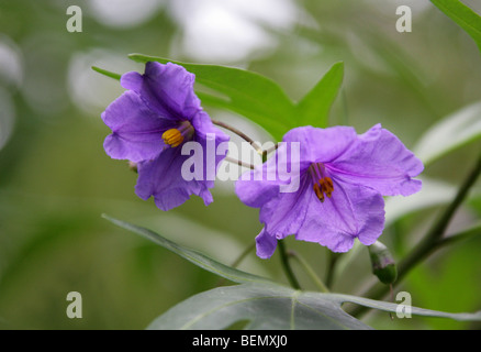 Blume der Känguru-Apple, Poroporo oder Bullibulli, Solanum Laciniatum, Solanaceae, Neuseeland. Stockfoto