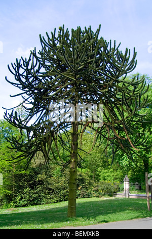 Affe Puzzle Baum (Araucaria Araucana), Südamerika Stockfoto