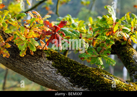 Blätter der Stieleiche (Quercus Robur) in Herbstfarben, Belgien Stockfoto