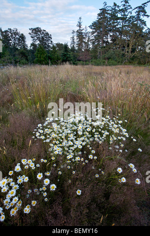 UVIC, Garry Eiche Wiese Restoration Project Stockfoto