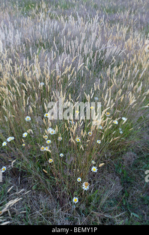 UVIC, Garry Eiche Wiese Restoration Project Stockfoto