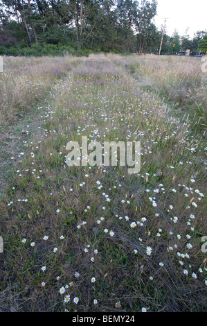 UVIC, Garry Eiche Wiese Restoration Project Stockfoto