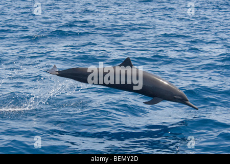 Zentralamerikanischen Spinner Delphin, Stenella Longirostris Centroamericana, Costa Rica, Pazifischen Ozean. Stockfoto