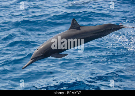 Zentralamerikanischen Spinner Delphin, Stenella Longirostris Centroamericana, Costa Rica, Pazifischen Ozean. Stockfoto